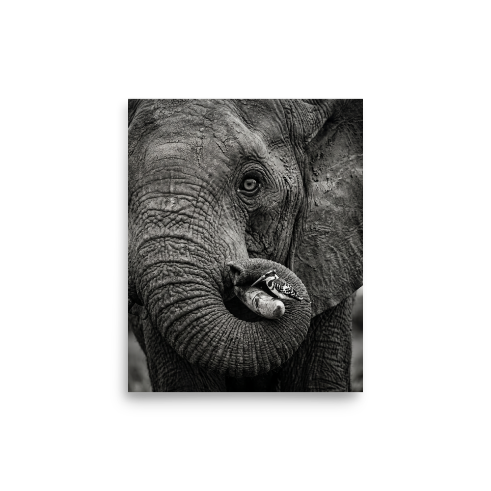 'Symbiosis in Monochrome' — a Art photography print. A close-up black and white photograph of an elephant's textured face with a small black and white bird perched on its tusk, perfect for a modern Living Room.