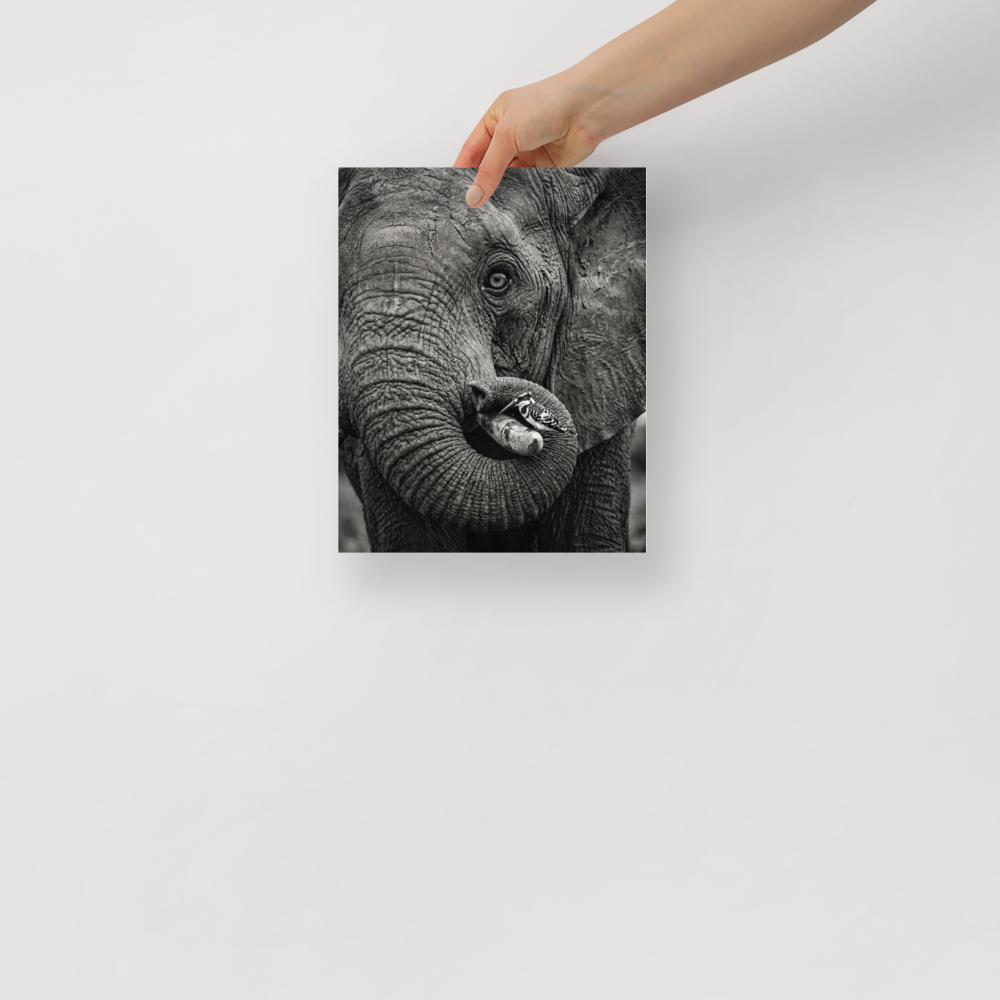 'Symbiosis in Monochrome' — a Art photography print. A close-up black and white photograph of an elephant's textured face with a small black and white bird perched on its tusk, perfect for a modern Living Room.